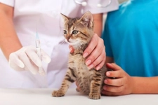 Kuduz Aşısı Ne Zaman Yapılır?