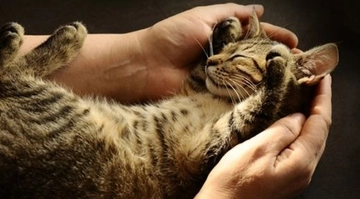 Kedi Isırması Kuduz Yapar mı?