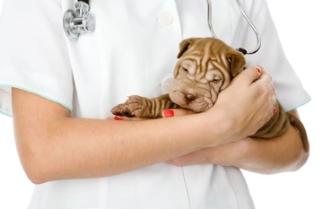 Köpek Kuduz Aşısı Nedir Nasıl Uygulanır?