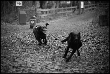 Kuduz Köpek Nasıl Anlaşılır?