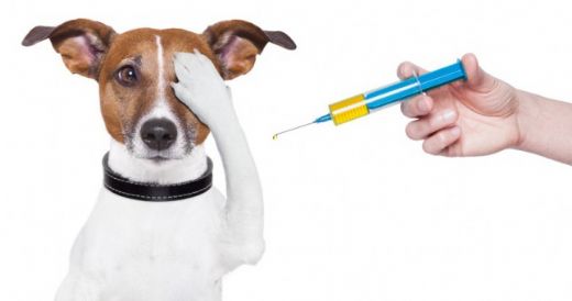 Köpeğe Kuduz Aşısı Nasıl Yapılır