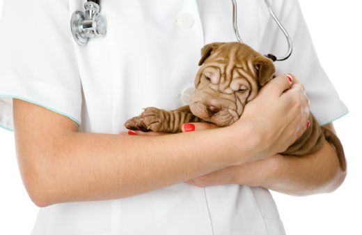 Köpek Kuduz Aşısı Köpek Kuduz Aşısı